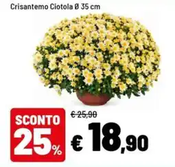 Iper La Grande Crisantemo Ciotola offerta