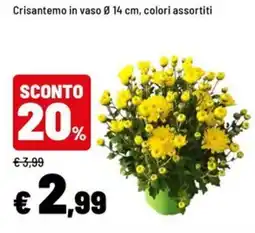 Iper La Grande Crisantemo in vaso offerta