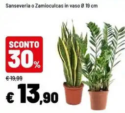 Iper La Grande Sanseveria o Zamioculcas offerta