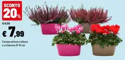 Iper La Grande Composizione calluna o ciclamino offerta