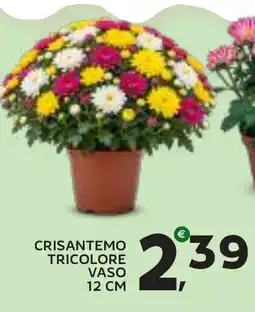 Extra Supermercati Crisantemo tricolore offerta