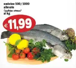 Il Castoro Supermercati Ombrine 500/1000 allevate (ombrina cerosa) offerta