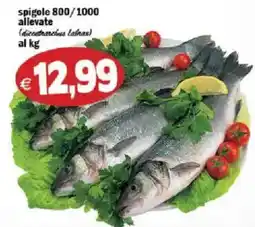 Il Castoro Supermercati spigole allevate offerta