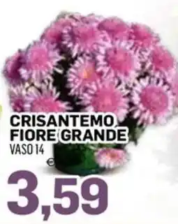 Al Discount Crisantemo fiore grande offerta