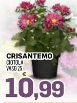 Al Discount Crisantemo Ciotola offerta