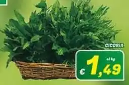 Idromarket Cicoria offerta