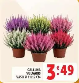 Deco Market Calluna vulgaris offerta