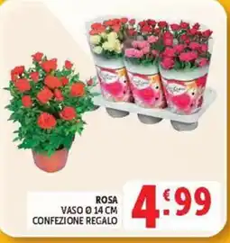 Deco Market Rosa offerta