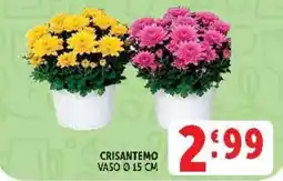 Deco Market Crisantemo offerta