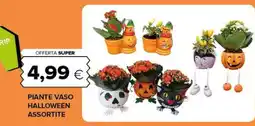 Oasi Piante vaso halloween assortite offerta