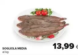 Oasi Sogliola media offerta
