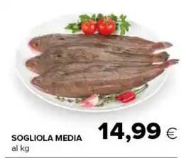 Tigre Sogliola media offerta
