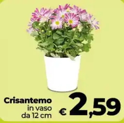 Coop Crisantemo in vaso offerta