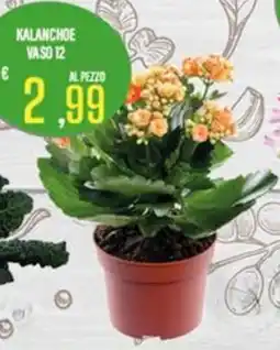 Supermercati EffePiù Kalanchoe offerta