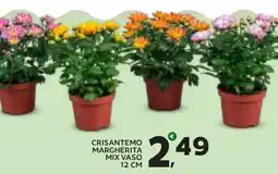 Extra Supermercati Crisantemo margherita mix offerta