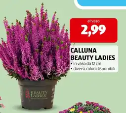 ALDI Calluna Beauty Ladies offerta