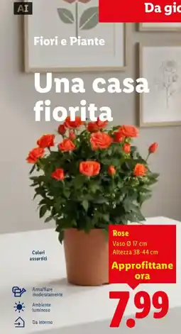 Lidl Rose offerta