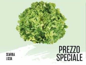 Scarola Liscia