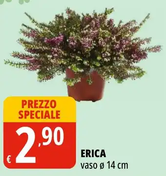 Erica