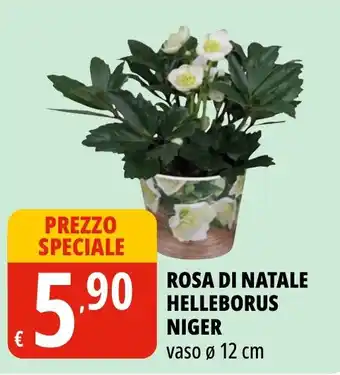 Rosa di Natale Helleborus Niger