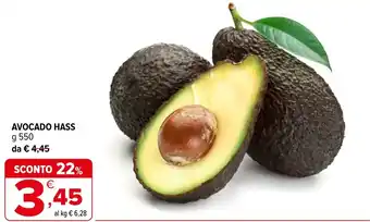 Avocado Hass