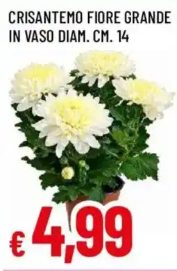 Galassia superstore Crisantemo fiore grande offerta