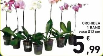Orchidea 1 Ramo vaso Ø12 cm