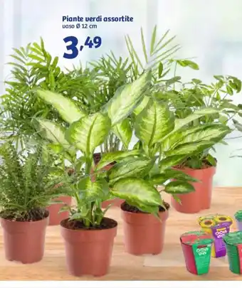 In'S Mercato Piante verdi assortite 12cm offerta