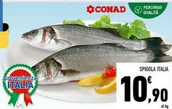 Conad Spigola italia offerta