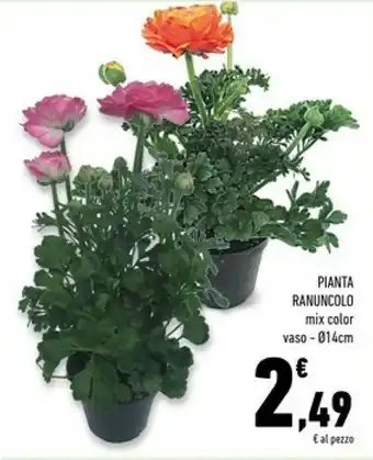 Conad Superstore Pianta ranuncolo offerta