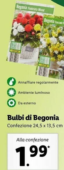 Lidl Bulbi di begonia offerta