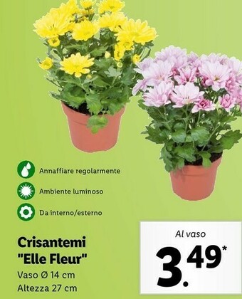 Crisantemi elle fleur