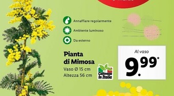 Lidl Pianta di mimosa offerta