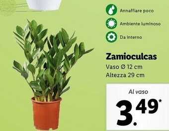 Lidl Zamioculcas offerta