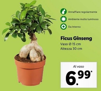 Ficus ginseng