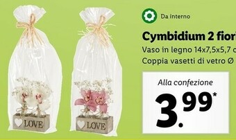 Lidl Cymbidium 2 fiori offerta
