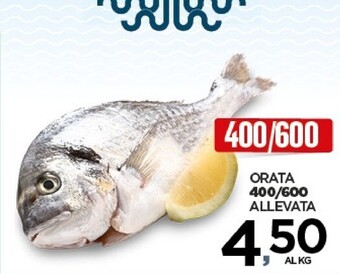 Interspar Orata offerta