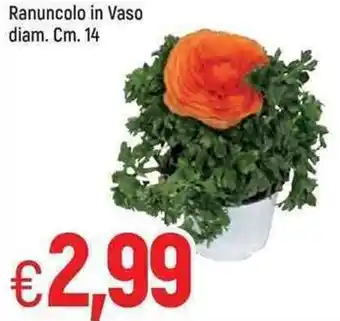 Famila Ranuncolo in Vaso diam. 14 cm offerta