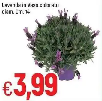 Famila Lavanda in Vaso colorato diam. 14 cm offerta