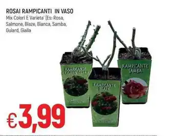 Famila Rosai Rampicanti in Vaso offerta