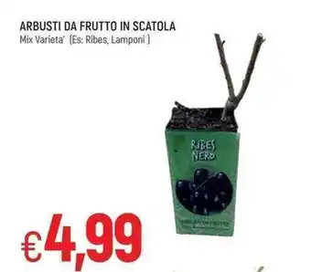 Arbusti Da Frutto In Scatola