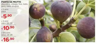 Pianta da Frutto 2 anni pack