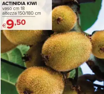 Iperal Actinidia Kiwi offerta