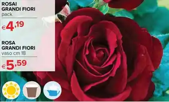Iperal Rosai Grandi Fiori offerta
