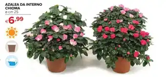 Azalea da Interno Chioma