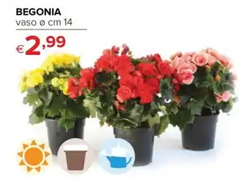 Iperal Begonia offerta