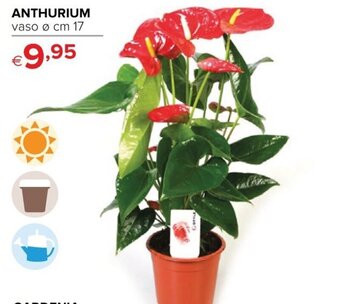 Iperal Anthurium offerta