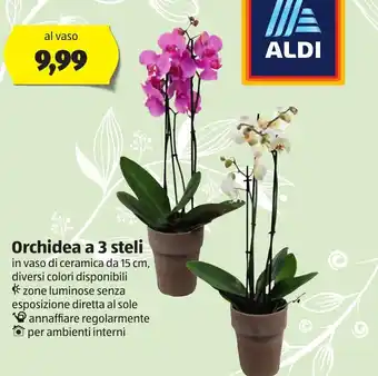 ALDI Orchidea a 3 steli offerta