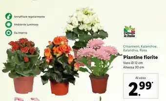 Lidl Crisantemi, Kalanchoe, Kalandiva, Rosa Piantine fiorite offerta