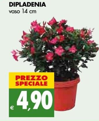 Tigros Dipladenia vaso 14 cm offerta